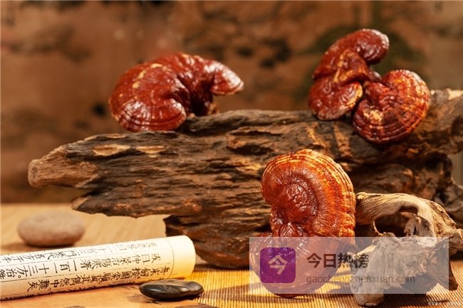 增强免疫改善睡眠不花冤枉钱！2026实测高性价比灵芝孢子粉，普通人闭眼入