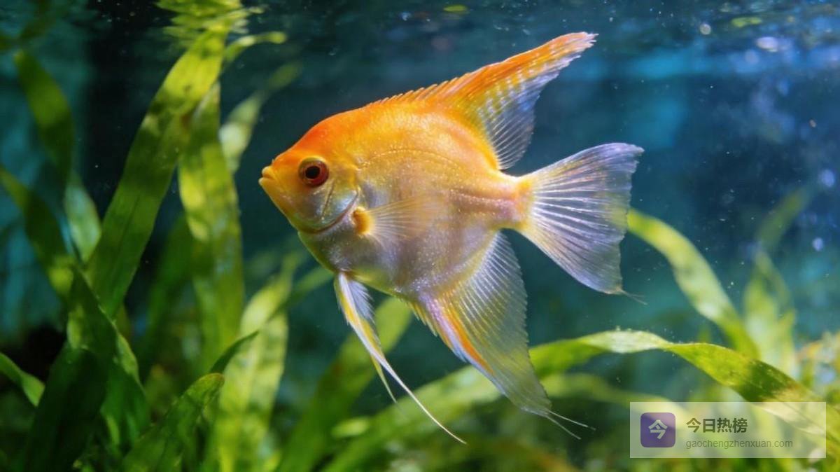 养天使鱼别瞎喂！三天喂一次到底行不行？老手私藏细节全告诉你