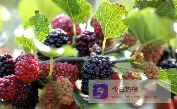 一杯桑椹酒，从潮汕古酿到养生新宠