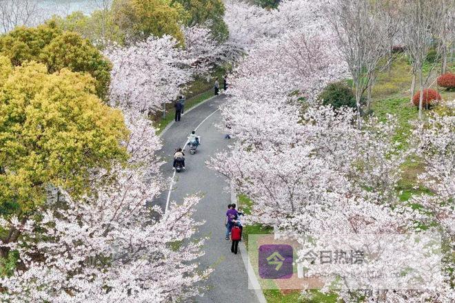 清明樱花烂漫时，在奉贤邂逅春天的“限定皮肤”