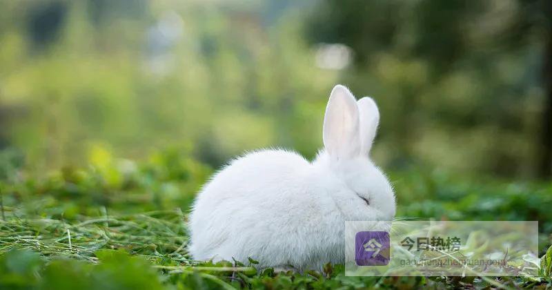 4月6-8号，属兔人两大喜事将至：先稳住钱袋子，再拥抱团圆