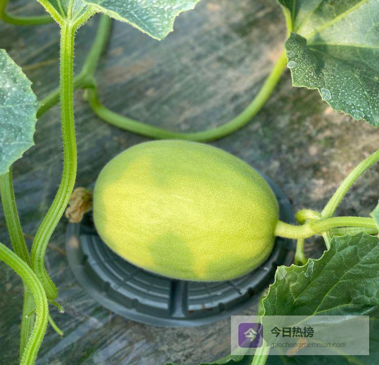 14张“上海名片”登全国榜单