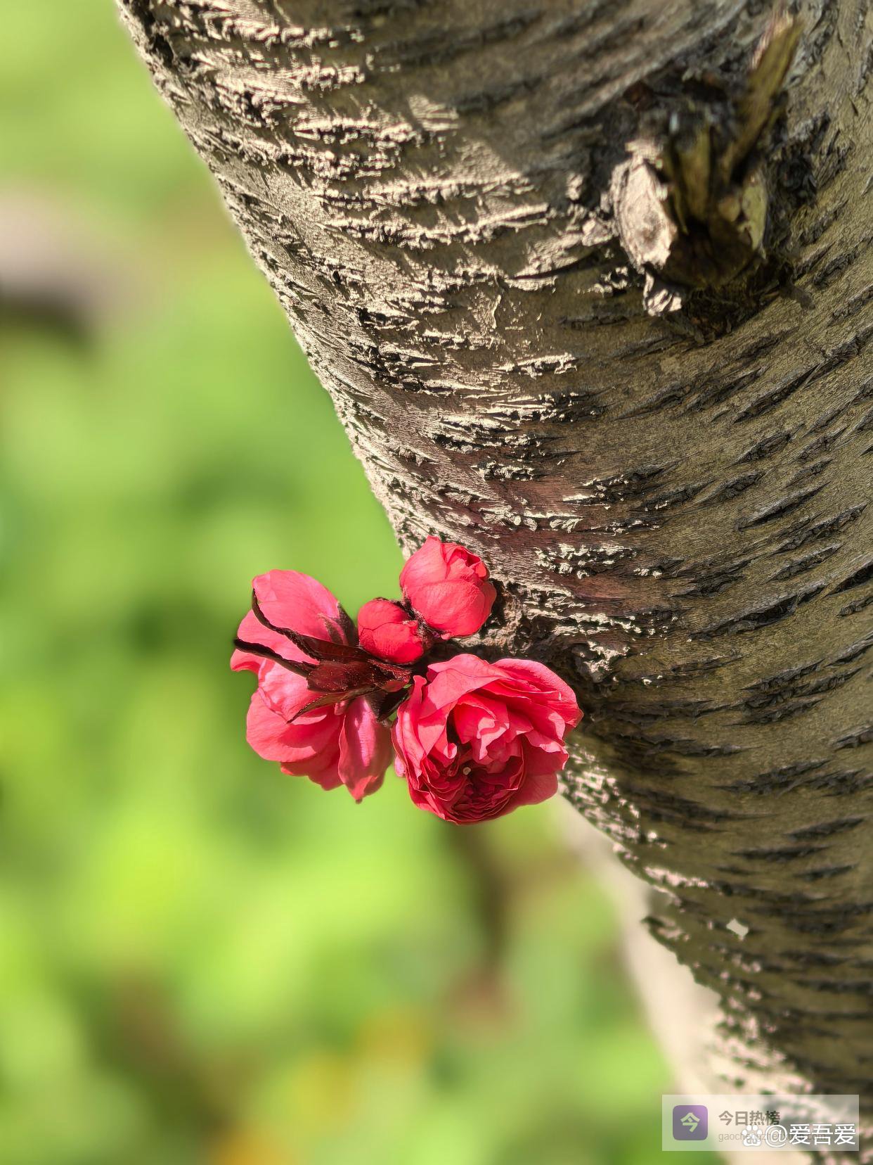轻轻地，我来了，正如我轻轻地走