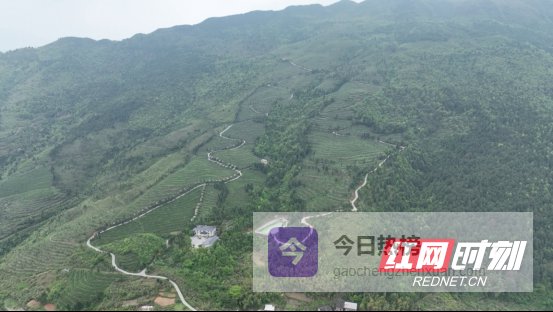 宜章县严廊村：春染茶山采摘忙 茶香四溢促增收