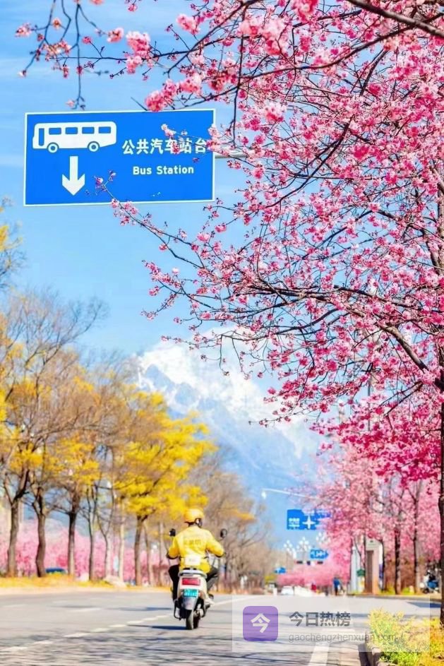 春假联动清明小长假，“赏花经济”迎来爆发