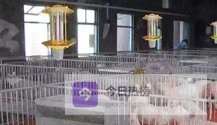 猪场蚊蝇鼠全歼方案：从源头到终端的无死角防疫