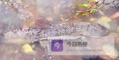 长江纳溪段惊现野生娃娃鱼，58cm“水中熊猫”重返母亲河