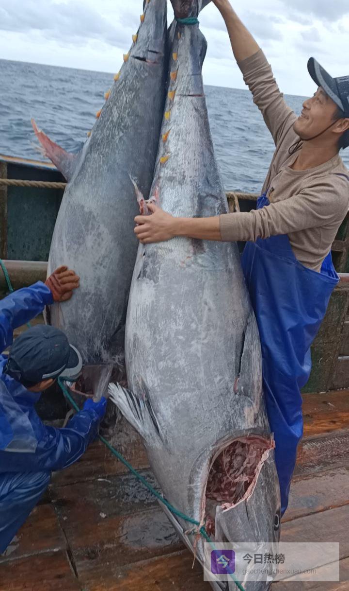 200 公斤以上，两条金枪鱼！东海海域罕见