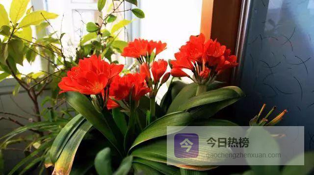 药瓶变花肥：家庭常用药养花全攻略