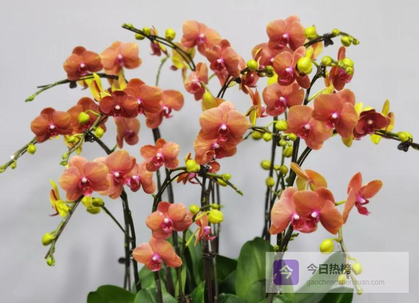 一枝幽兰，四千年文人的精神自喻