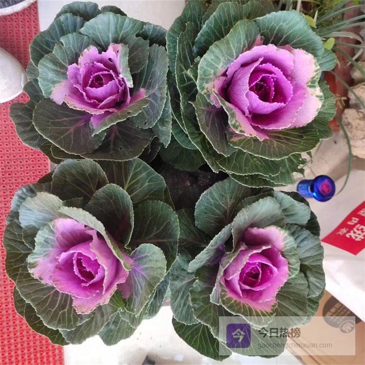 羽衣甘蓝怎么种？抗冻耐寒，花海绿化观叶优选