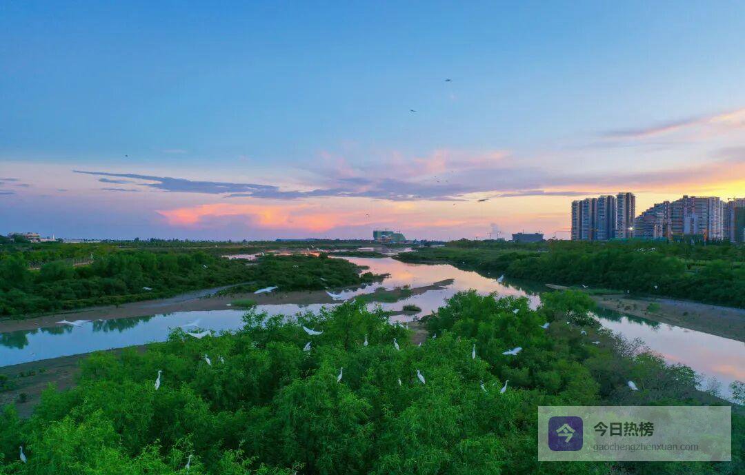 湿地修复日：从北海红树林到深圳湾的行动样本