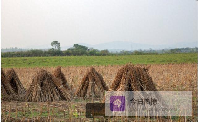 农村土地新规：户口迁出，土地能不能留全看这个时间
