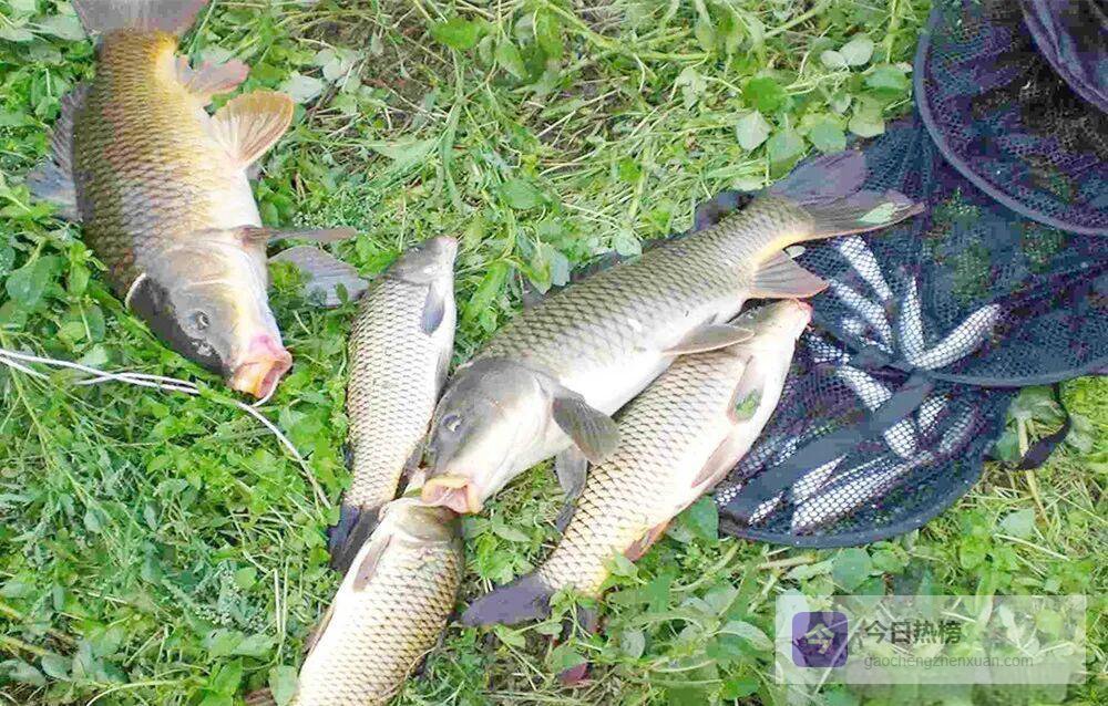 风起鱼动：四季风向与下风口钓位全攻略