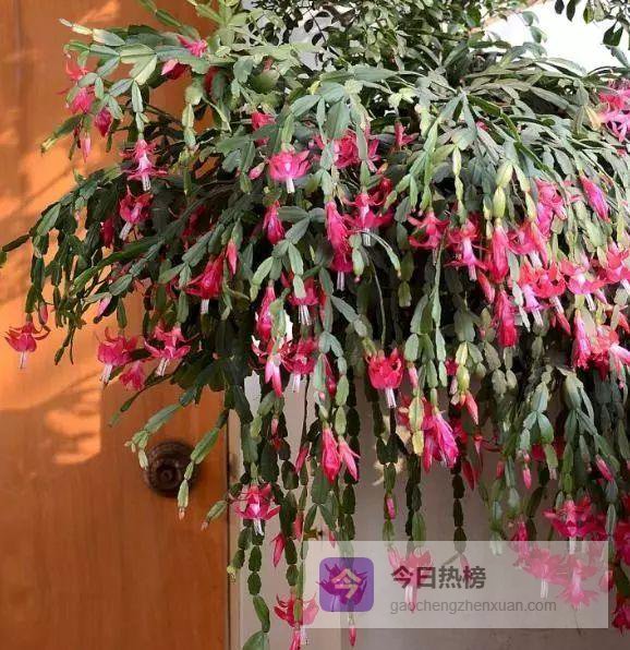 骨头渣养花：零成本让花卉爆盆的秘密武器