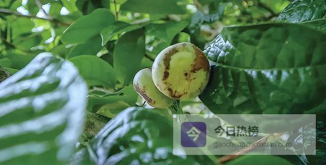 每公斤卖10万美元！云南独有的濒危野果，专家耗20年种350万棵成就致富奇迹