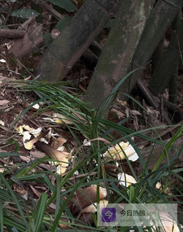[办实事] “蒙顶山景区打野太疯狂！”雅安市名山文体旅局回复了