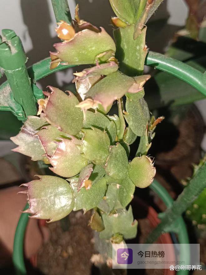 嫁接蟹爪兰的嫁接方法和注意事项