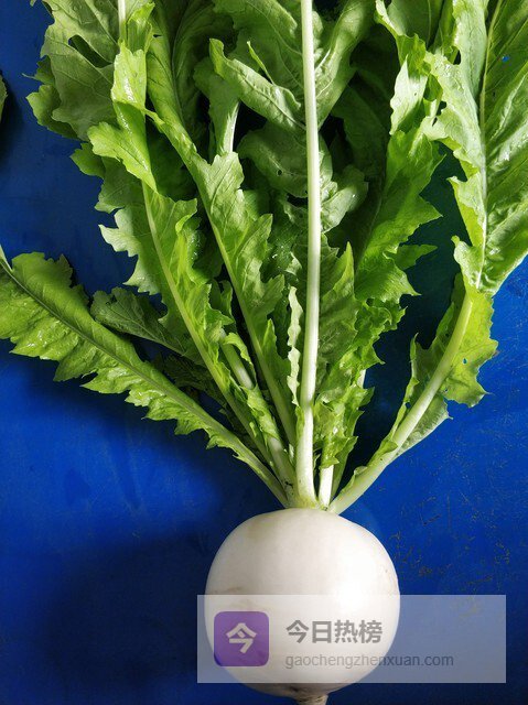 春天，4种必吃的“挖痰高手”，比雪梨还有枇杷还管用，消食理气，清除痰湿，身体通透了，一身轻松