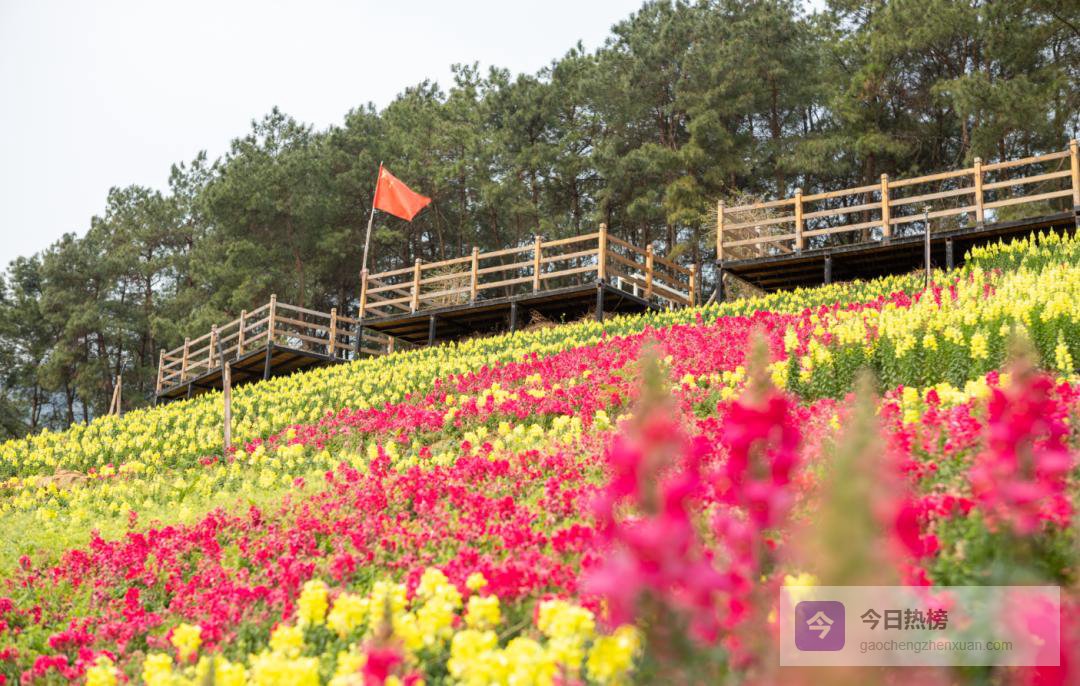 精灵王国赏花全攻略：金鱼草花海+N种玩法一次打卡