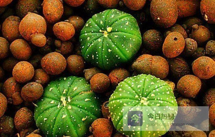 仙人球兜“淋头”浇水全攻略