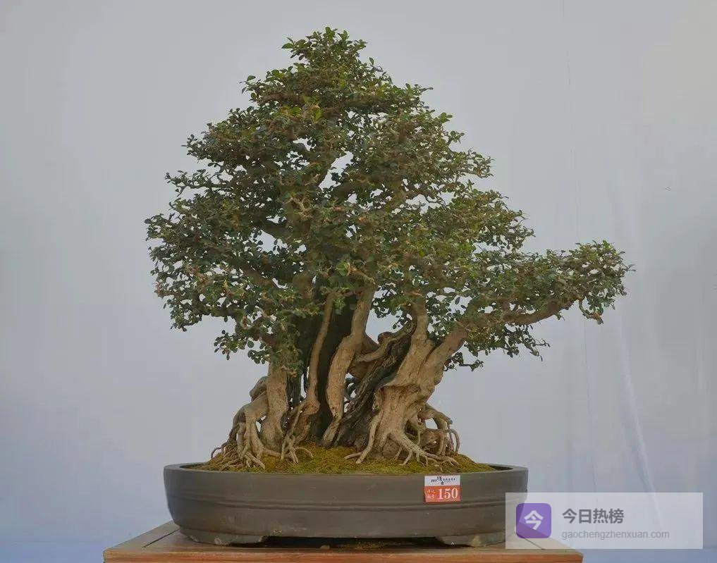 树坯养成全流程：从山野采掘到悬崖挂枝