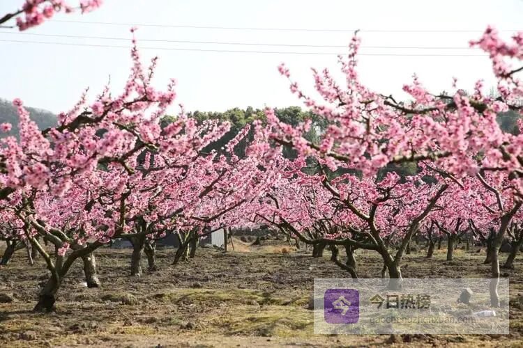 【吕明琴】妹妹家的桃园
