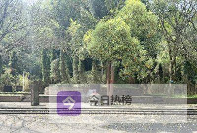 八百年守墓传奇：宋家父子与虞允文之墓的清晨沙沙声