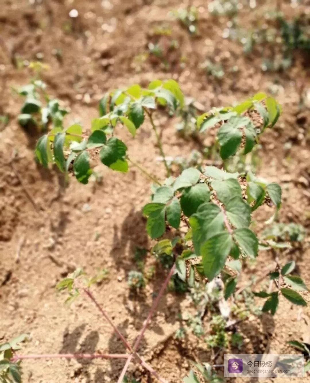 牡丹芍药下地前，先给土壤“洗个澡”
