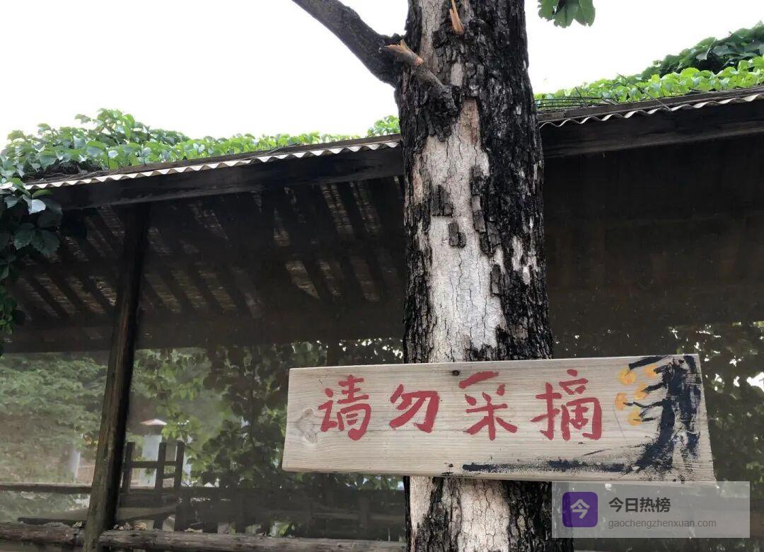 孩子亲手搭的树屋，让山谷成了真正的“儿童乐园”