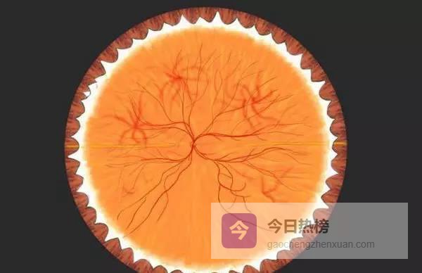 从角膜到视神经：眼球立体显微全景图
