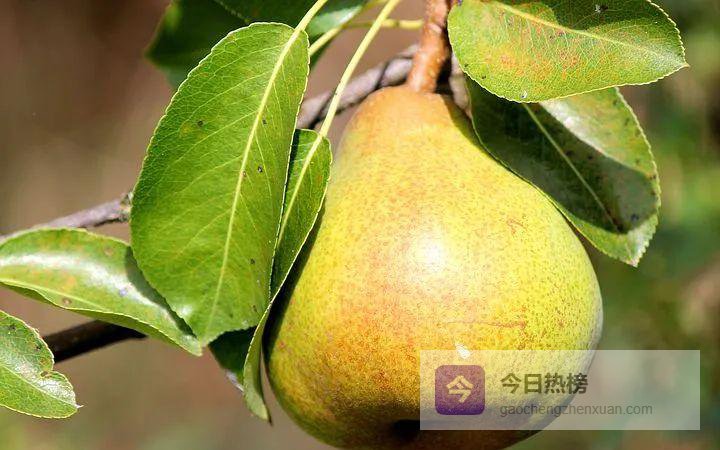 秋梨养生全攻略：4种吃法+挑梨秘籍，润燥降火一整季
