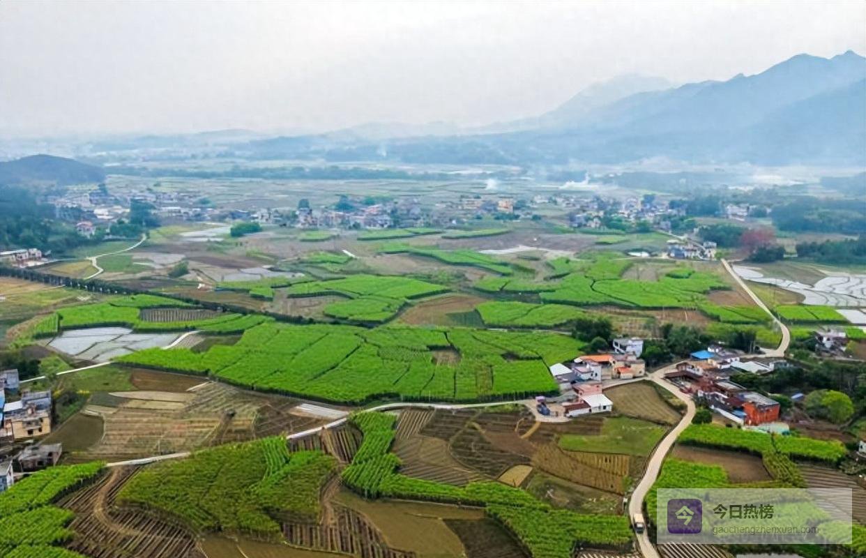 甘蔗滞销背后：疯狂扩种、品种错配与突围之路