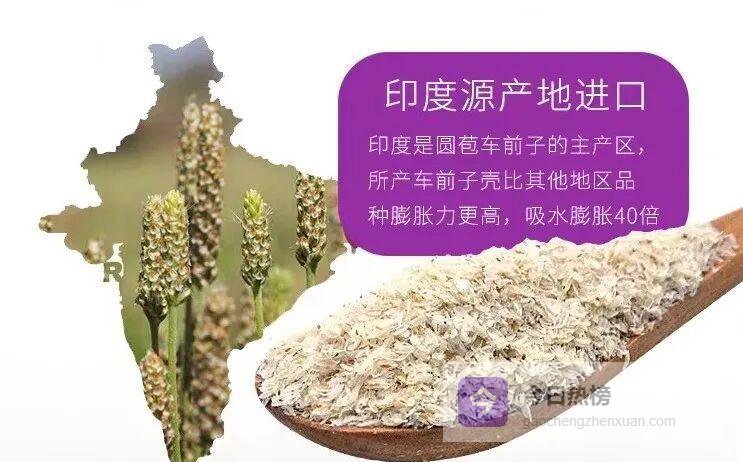 车前子壳粉 vs 车前子提取物：宠物粮里的“双胞胎”差在哪？