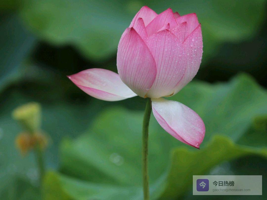 人到中年才懂：做人当如莲，这6种境界，你有几种？