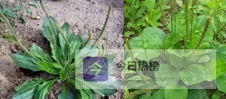 车前草治前列腺炎：一次偶然，两次惊喜