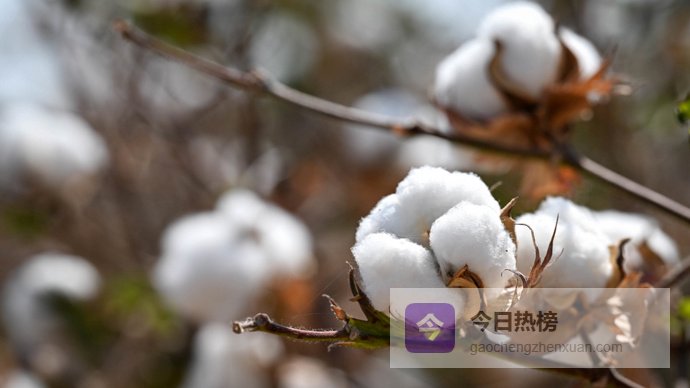 《棉花帝国》作者贝克特：资本主义具有历史性