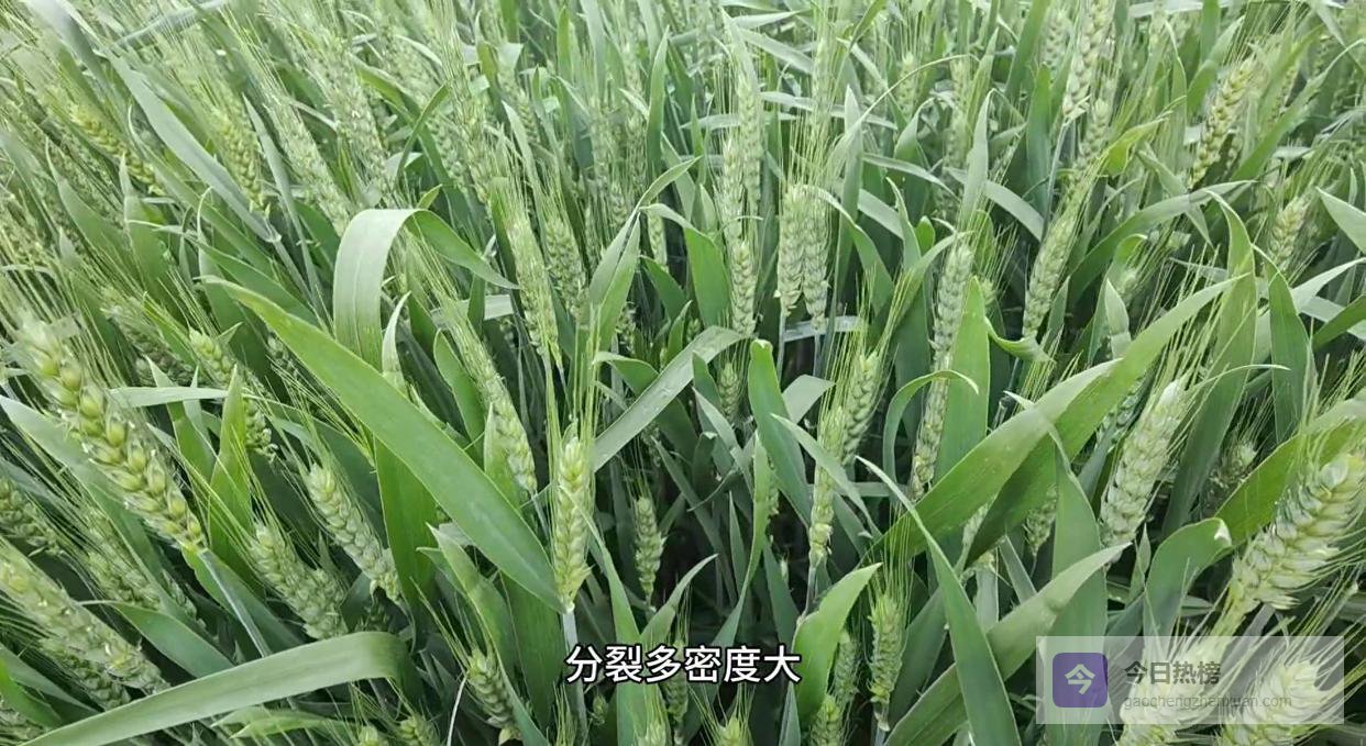 小麦倒伏九成真相：密播+病害双杀手