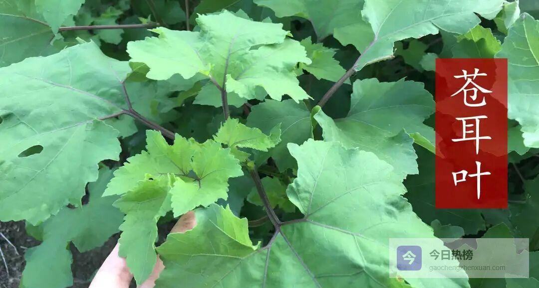 路边苍耳叶，两招搞定蚊虫与脚臭