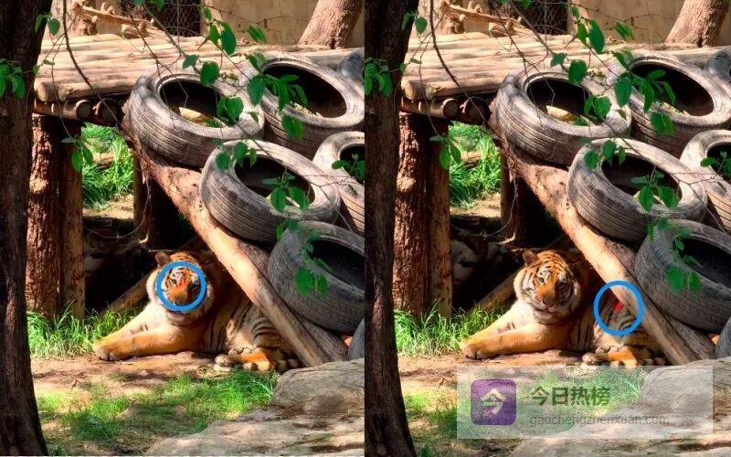 太过分！上海动物园游客用激光笔反复照老虎眼睛？园方回应